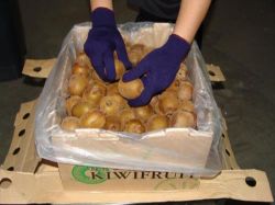 Picture of LYNN RIVER FOX NAVY KNIT LINER GLOVE (MEDIUM)